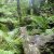 Reuben Falls (Tahune Airwalk)
