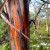 Eucalypt colours in the rain