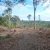 Emerging out into recently harvested area ...